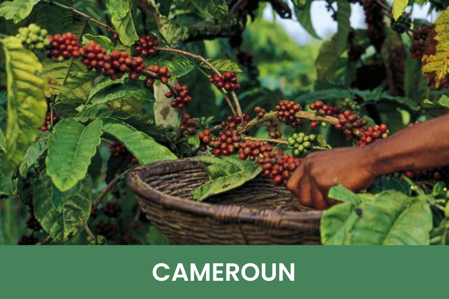 Coffee Origins Bijdendijk koffie import & export