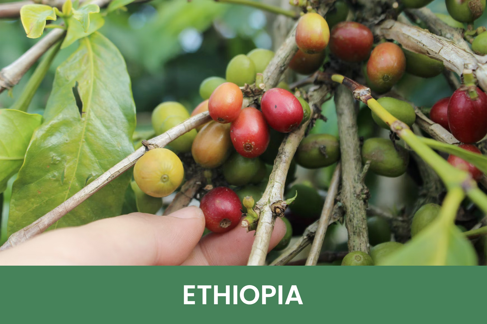 Coffee Origins Bijdendijk koffie import & export